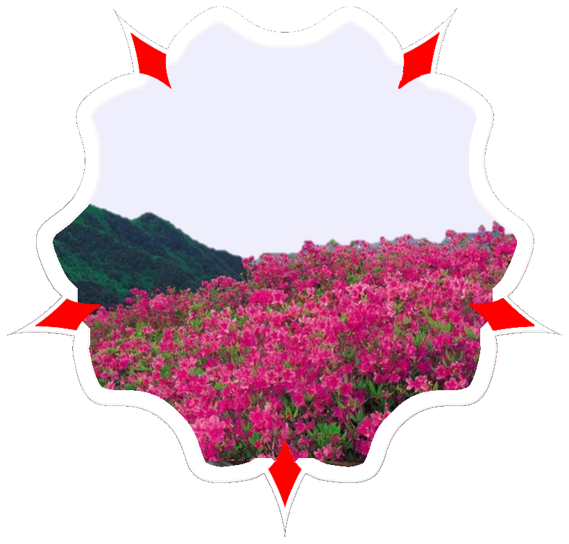 ruta